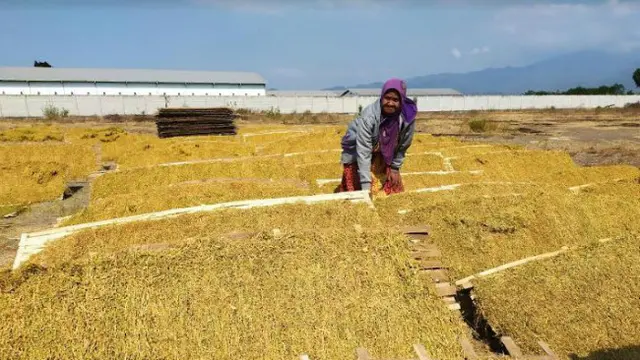 Petani Tembakau Kritik PP Kesehatan, Apa Masalahnya?